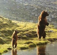 Медведь (1988)