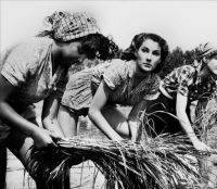 Горький рис (1949)