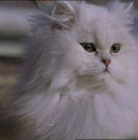 Леди-кошка (2001)